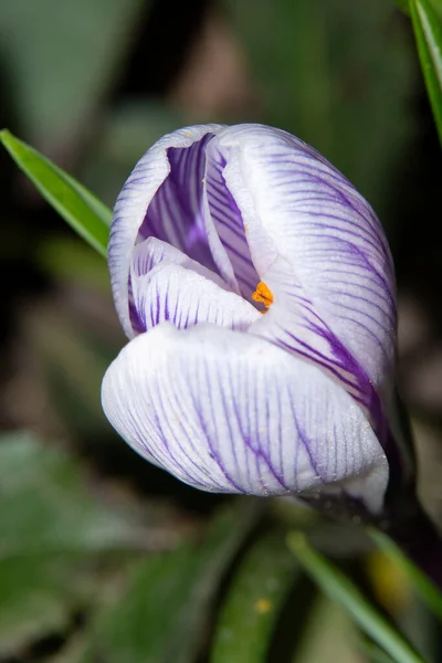 Zbliżenie Piękny Kwiat Krokusa — Zdjęcie stockowe