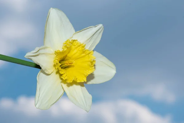 Gyönyörű Sárga Virág Kék Háttér — Stock Fotó