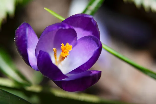 Крупним Планом Красива Квітка Кролика — стокове фото