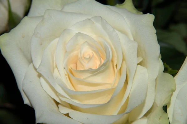 Beautiful White Roses Garden — Stock Photo, Image