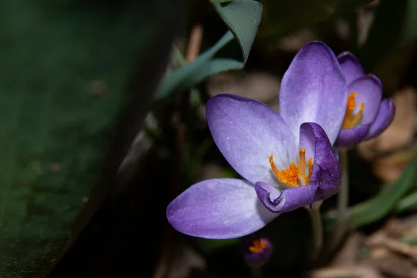 Närbild Den Vackra Krokus Blommor — Stockfoto