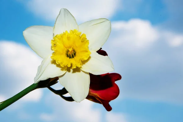 Hermoso Ramo Flores Primavera Fondo Del Cielo — Foto de Stock