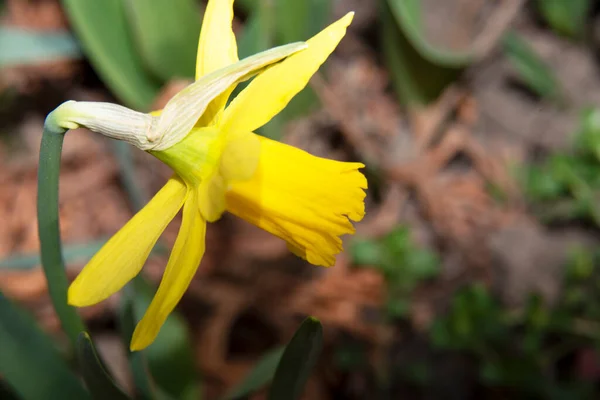 Fleur Jonquille Jaune Dans Jardin — Photo