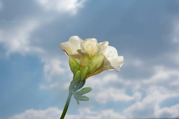 Fleurs Printanières Blanches Sur Fond Ciel — Photo