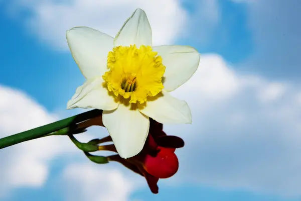 Piękny Bukiet Wiosennych Kwiatów Tle Nieba — Zdjęcie stockowe