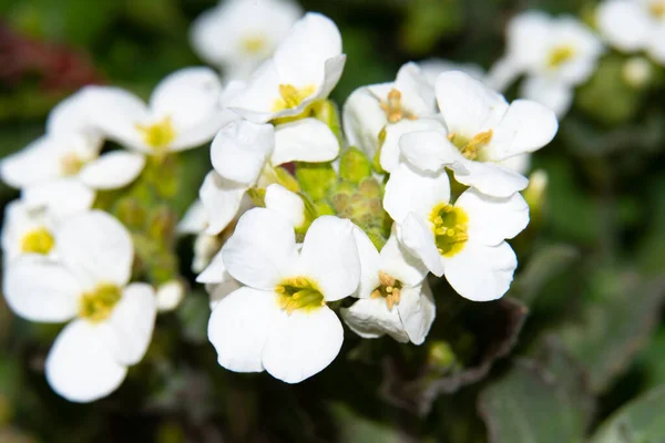 花园里的白花 — 图库照片