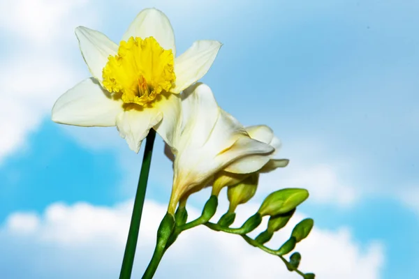 Schöner Strauß Frühlingsblumen Auf Himmelshintergrund — Stockfoto