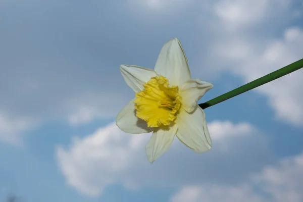 Schöne Narzissenblume Auf Blauem Himmel Hintergrund — Stockfoto