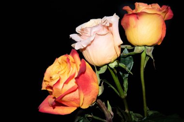 Siyah arka planda güzel güller