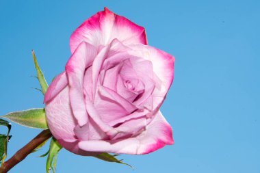 mavi arka plan üzerinde güzel gül.