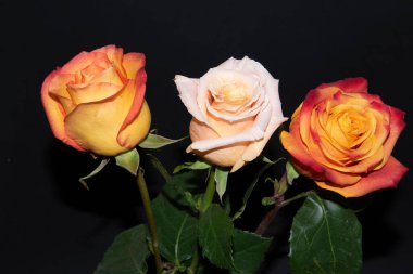 Siyah arka planda güzel güller