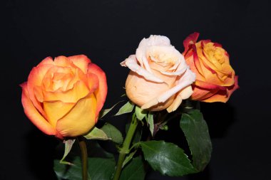 Siyah arka planda güzel güller