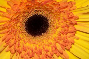 Güzel Gerbera, yaz konsepti, yakın manzara  