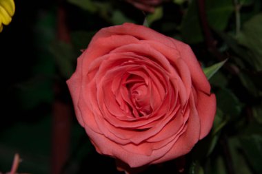 Bahçedeki güzel kırmızı gül