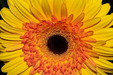 Güzel Gerbera, yaz konsepti, yakın manzara  