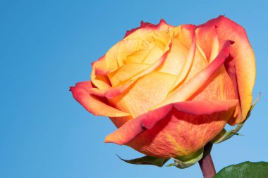 mavi arka plan üzerinde güzel gül.