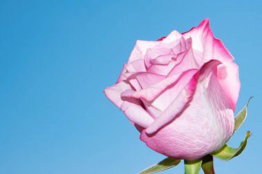 mavi arka plan üzerinde güzel gül.