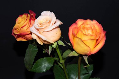 Siyah arka planda güzel güller