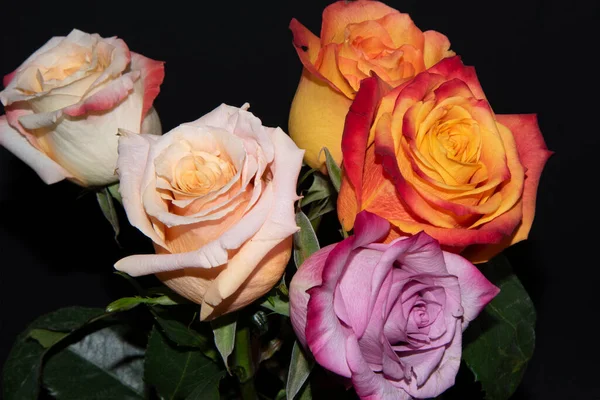 Siyah arka planda güzel güller