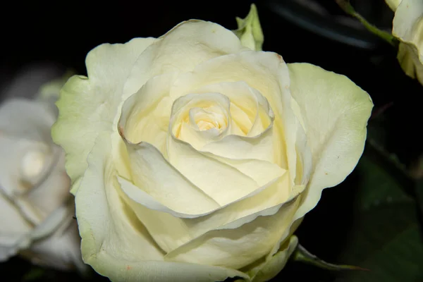 Schöne Weiße Rosen Garten — Stockfoto