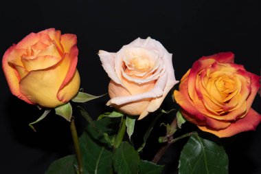 Siyah arka planda güzel güller