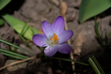 Güzel çiçek tarlasına yakın çekim