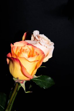 Siyah arka planda güzel güller