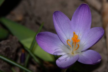 Güzel çiçek tarlasına yakın çekim