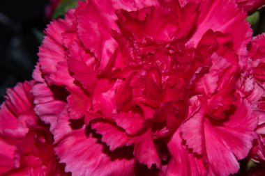 Güzel pembe çiçekler, yakın görüş.