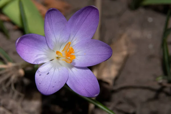 Närbild Den Vackra Krokus Blomma — Stockfoto