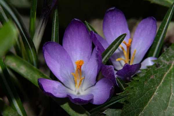 Güzel Çiçek Tarlalarına Yakın Çekim — Stok fotoğraf