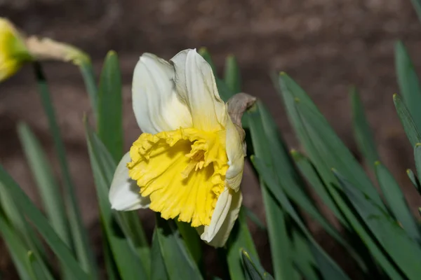 Mooie Narcissen Groeien Tuin — Stockfoto