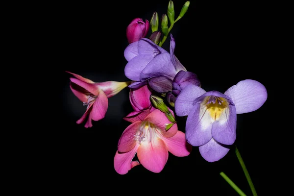 Hermosas Flores Sobre Fondo Negro — Foto de Stock