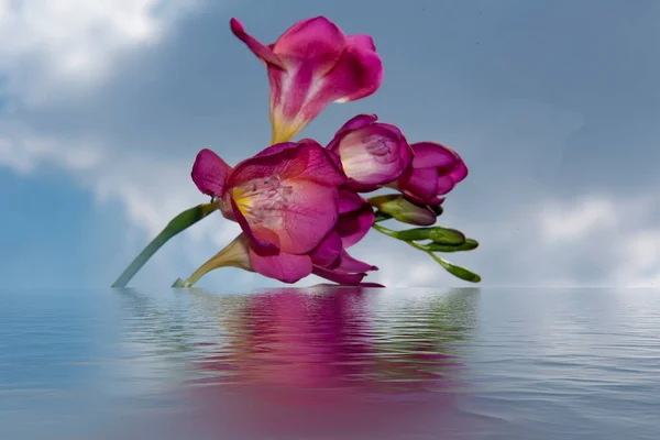 Красивые Цветущие Цветы Отражением Воды — стоковое фото