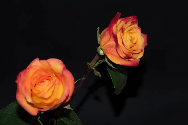 Krásné Růže Černém Pozadí — Stock fotografie
