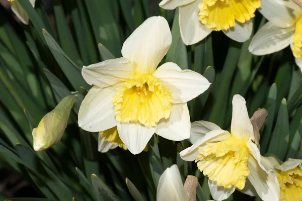 Vackra Narcissus Växer Trädgården — Stockfoto