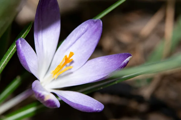 Närbild Den Vackra Krokus Blomma — Stockfoto