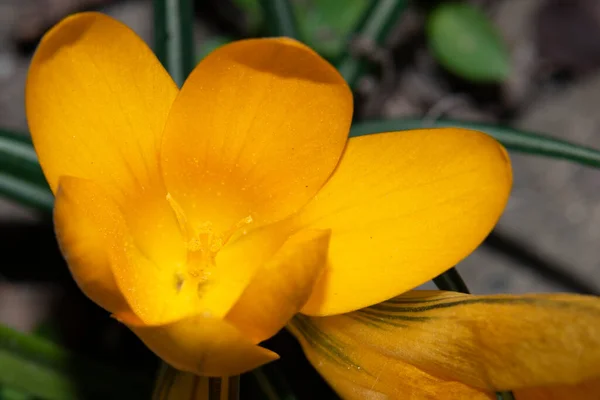 Крупним Планом Красиві Квіти Кроку — стокове фото