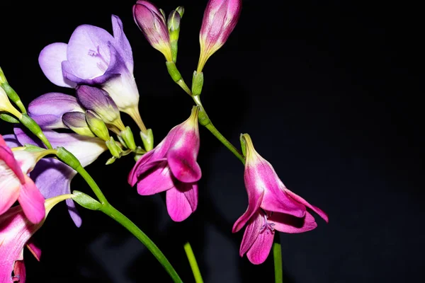 Beautiful Flowers Black Background — Stock Photo, Image