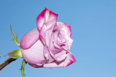 mavi arka plan üzerinde güzel gül.