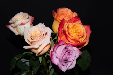 Siyah arka planda güzel güller