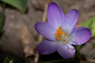 Güzel çiçek tarlasına yakın çekim