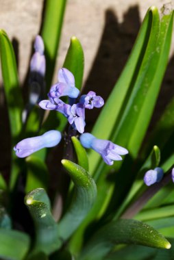 Güzel çiçek tarlalarına yakın çekim