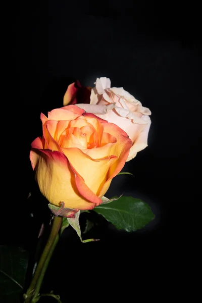 Schöne Rosen Auf Schwarzem Hintergrund — Stockfoto