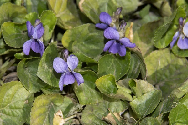 Close Das Belas Flores Violetas — Fotografia de Stock