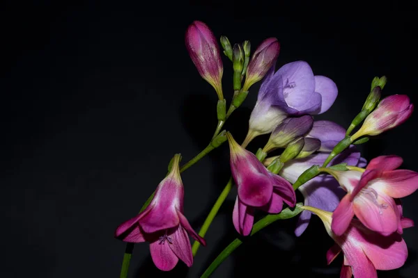 Piękne Kwiaty Czarnym Tle — Zdjęcie stockowe