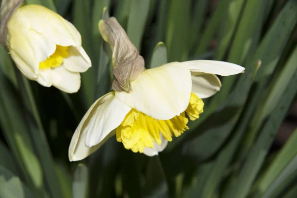 Vackra Narcissus Växer Trädgården — Stockfoto