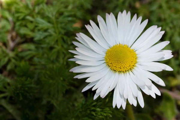 Fiore Margherita Bianca Giardino — Foto Stock