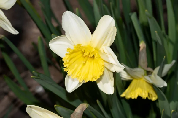Hermoso Narciso Creciendo Jardín —  Fotos de Stock