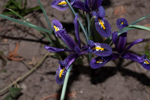 Primo Piano Dei Bellissimi Fiori Viola — Foto Stock